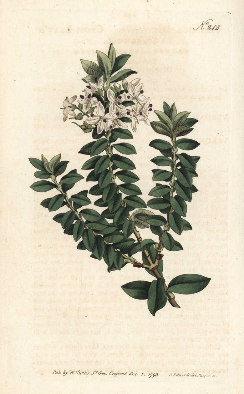 Ouessant myrte eller elliptisk veronica - Cross-leaved speedwell, Veronica decussata. Håndfarvet kobberstik af Sansom efter en illustration af Sydenham Edwards fra William Curtis