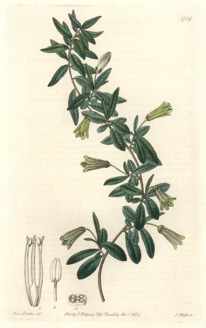 Oval-leaved Billardiera, hjemmehørende i Tasmanien (Australien) - Strong water af S. Watts fra en illustration af Sarah Anne Drake (1803-1857), fra det botaniske register af Sydenham Teast Edwards