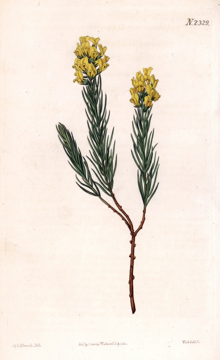 Oval pigget aspalathus, Aspalathus callosa. Håndfarvet kobberstik af Weddell efter en illustration af Sydenham Edwards fra Samuel Curtis