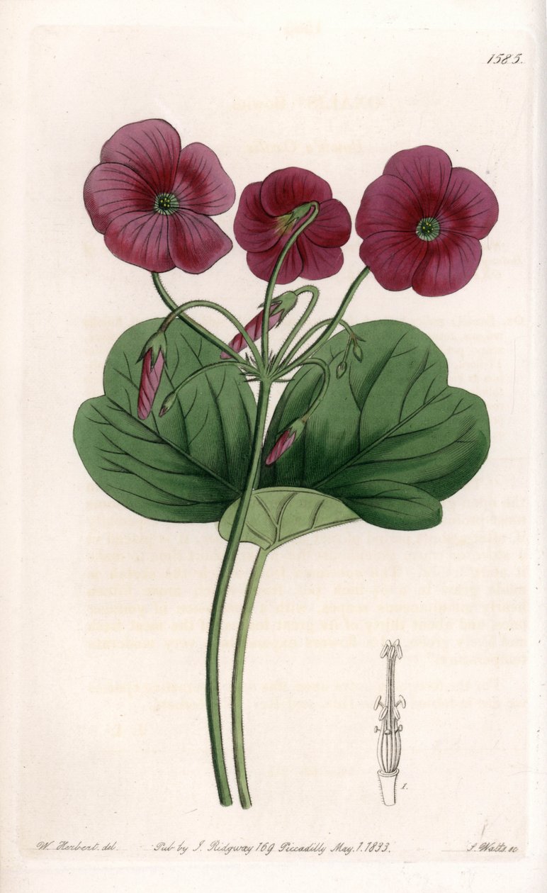 Oxalis de Bowie - Plade graveret af S.Watts, fra en illustration af Sarah Anne Drake (1803-1857), fra Botanical Register of Sydenham Edwards (1768-1819), England af Sydenham Teast Edwards
