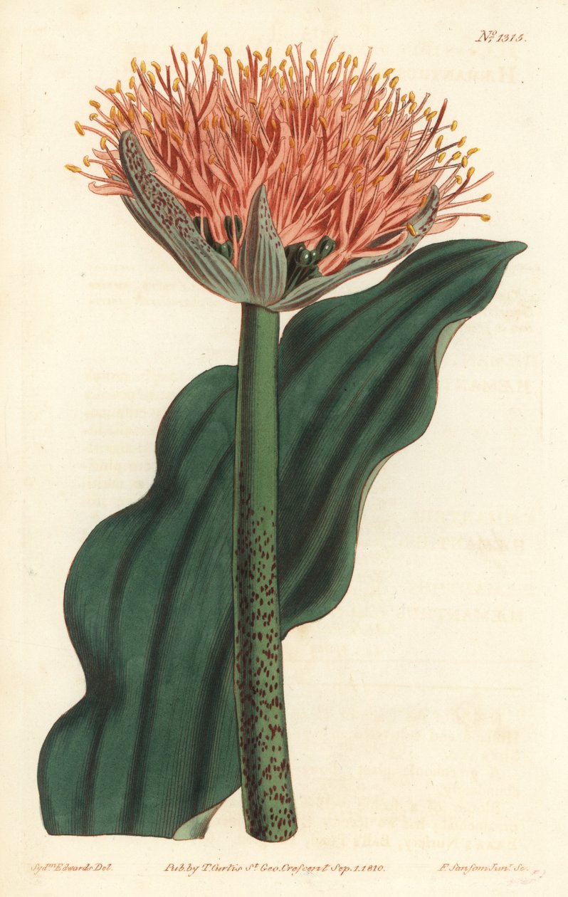 Pensellilje, Scadoxus puniceus (Bølgebladet blodblomst, Haemanthus puniceus). Håndfarvet kobberstik af F. Sansom Jr. efter en illustration af Sydenham Edwards fra William Curtis