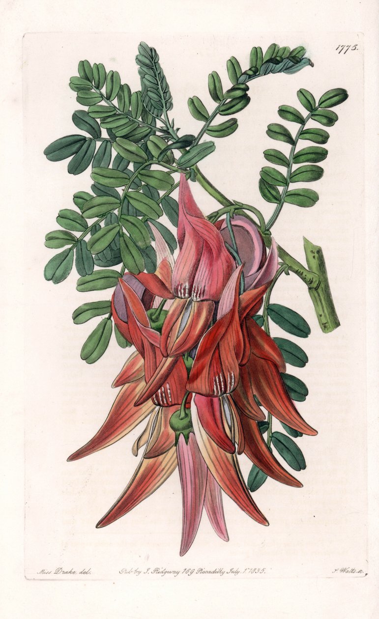 Papegøjenæb - Plade graveret af S.Watts, efter en illustration af Sarah Anne Drake (1803-1857), fra Sydenham Edwards