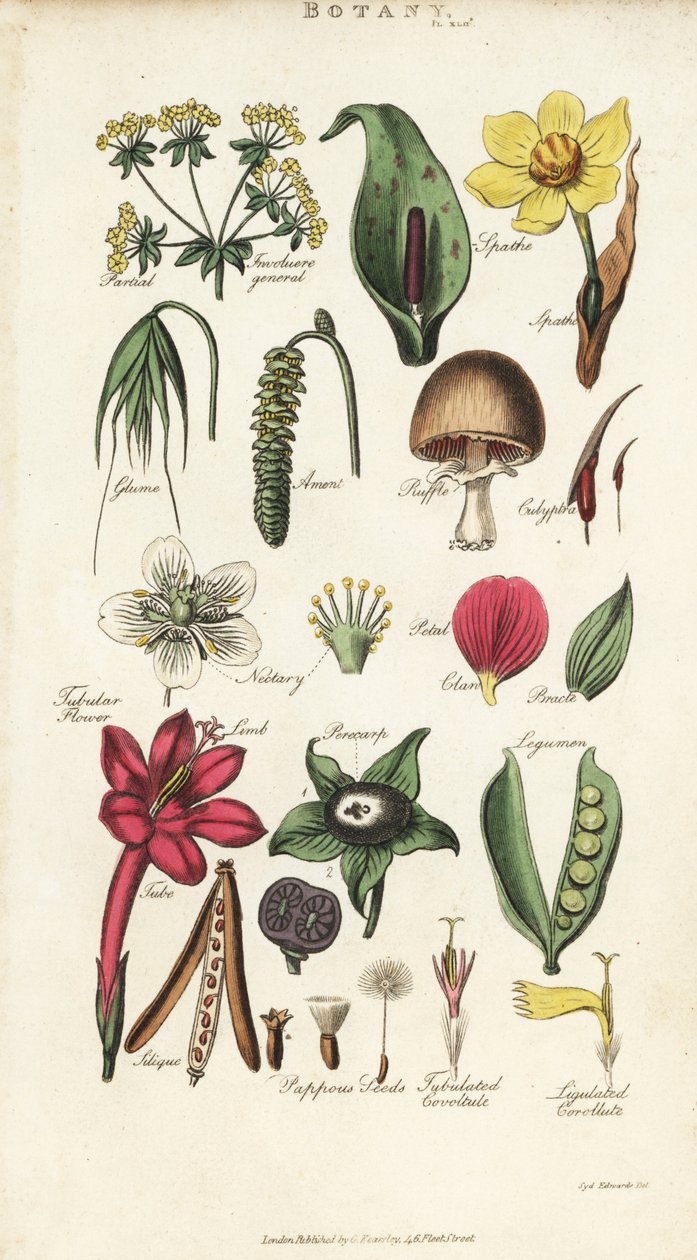 Dele af blomster, herunder kronblad, nektar, lim, frø, spath, brakte, bælgfrugter osv. Håndfarvet kobberstik efter Sydenham Edwards fra John Mason Goods Pantologia, a New Encyclopedia, G. Kearsley, London af Sydenham Teast Edwards