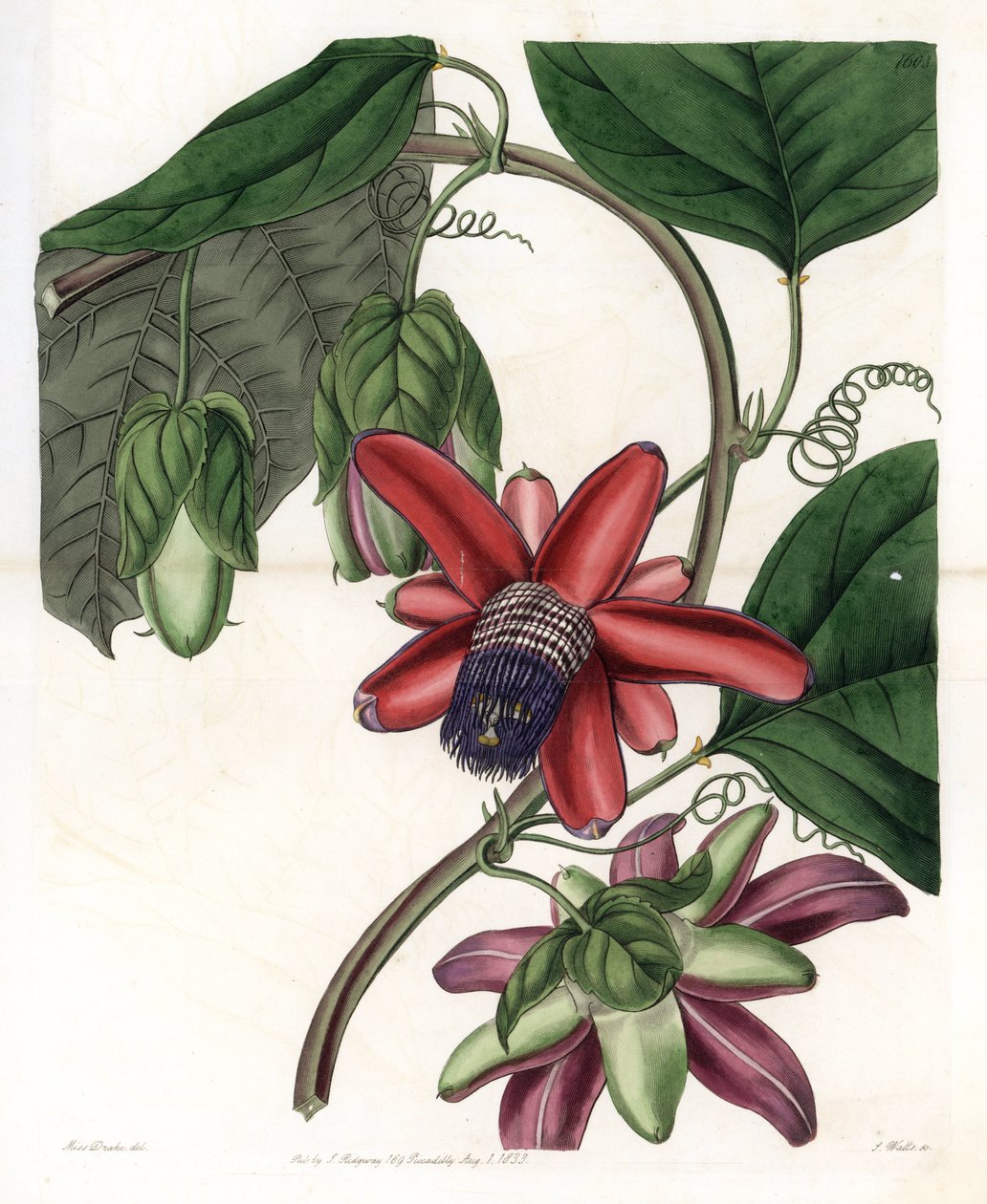 Passion Variete - Plade graveret af S.Watts, fra en illustration af Sarah Anne Drake (1803-1857), fra Botanical Register of Sydenham Edwards (1768-1819), England af Sydenham Teast Edwards