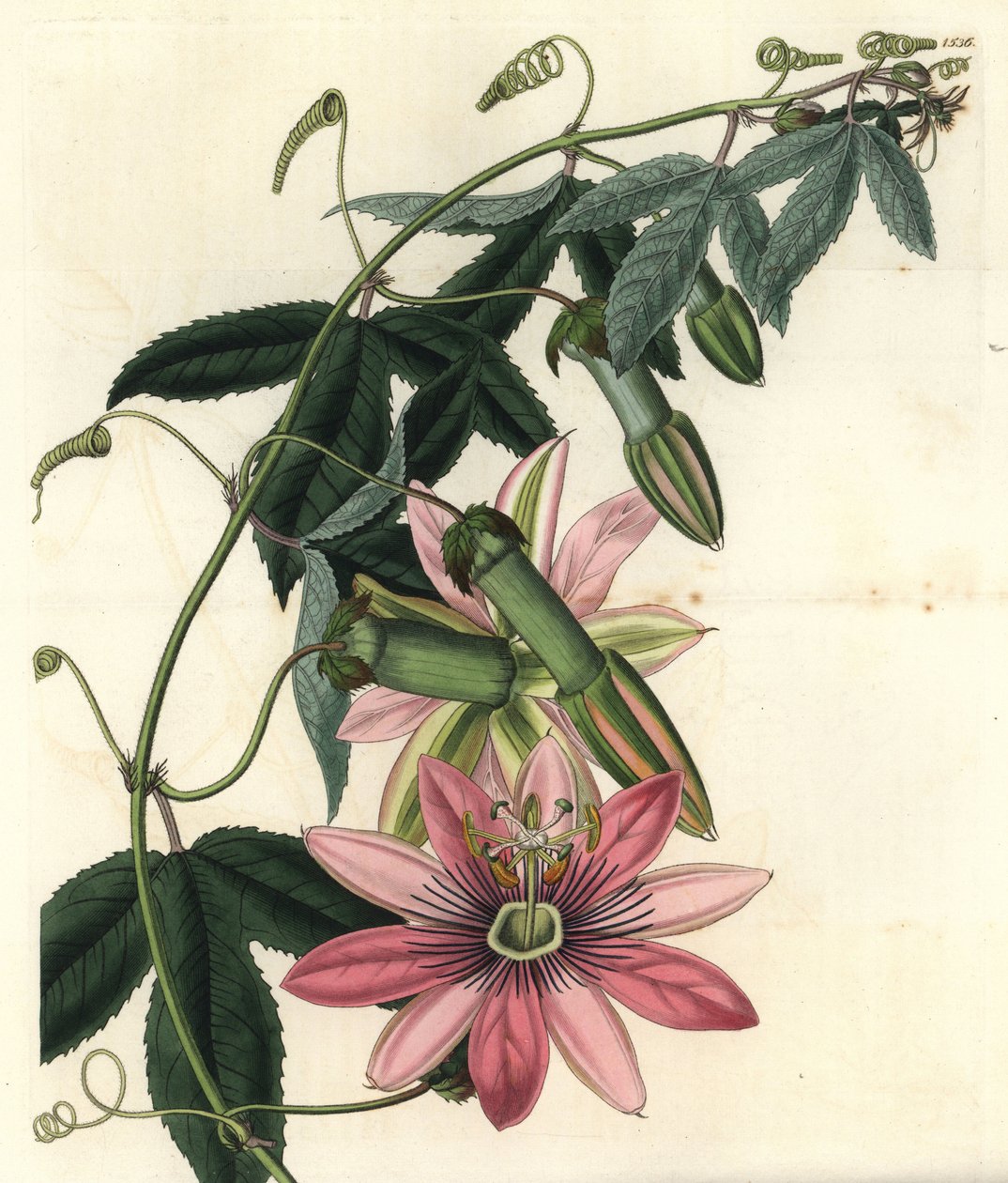Passion Variete - Poro poro, Passiflora pinnatistipula (Mrs. Marryats tacsonia, Tacsonia pinnatistipula). Håndfarvet kobberstik af S. Watts efter en illustration af Miss Sarah Drake M. Hart fra Sydenham Edwards