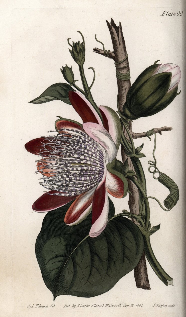 Passionsblomst, knop og blomst. Farvet kobberstik, illustration af Sydenham Edwards (1768-1819) til Conferences of Botanical, Botanical Garden of Lambeth (England) af Sydenham Teast Edwards