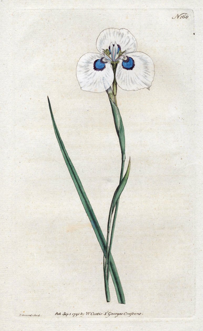 Peacock Iris - Litografi af Sydenham Edwards (1768-1819), plade fra William Curtis