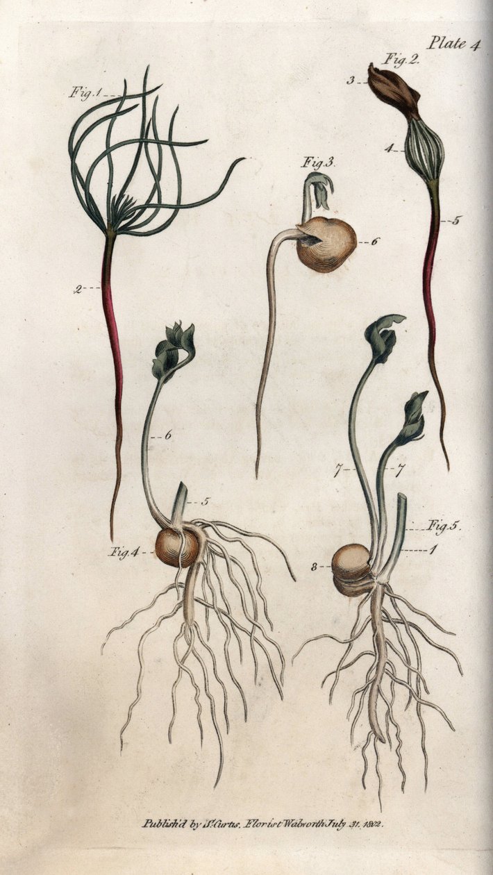 Ærter, bælgfrugtfrø har forskellige spiringsstadier. Farvet kobberstik, illustration af Sydenham Edwards (1768-1819) til Conferences of Botanical, Botanical Garden of Lambeth (England) af Sydenham Teast Edwards