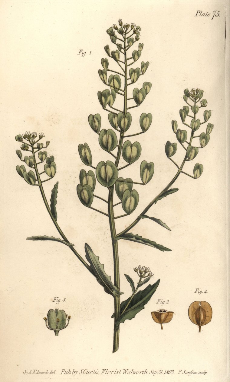 Pennycress, Thlaspi arvense, Siliculosa. Håndfarvet kobberstik af F. Sansom af en botanisk illustration af Sydenham Edwards til William Curtis