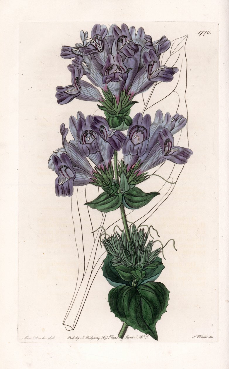 Penstemon Variete - Plade graveret af S.Watts, fra en illustration af Sarah Anne Drake (1803-1857), fra Botanical Register of Sydenham Edwards (1768-1819), England af Sydenham Teast Edwards