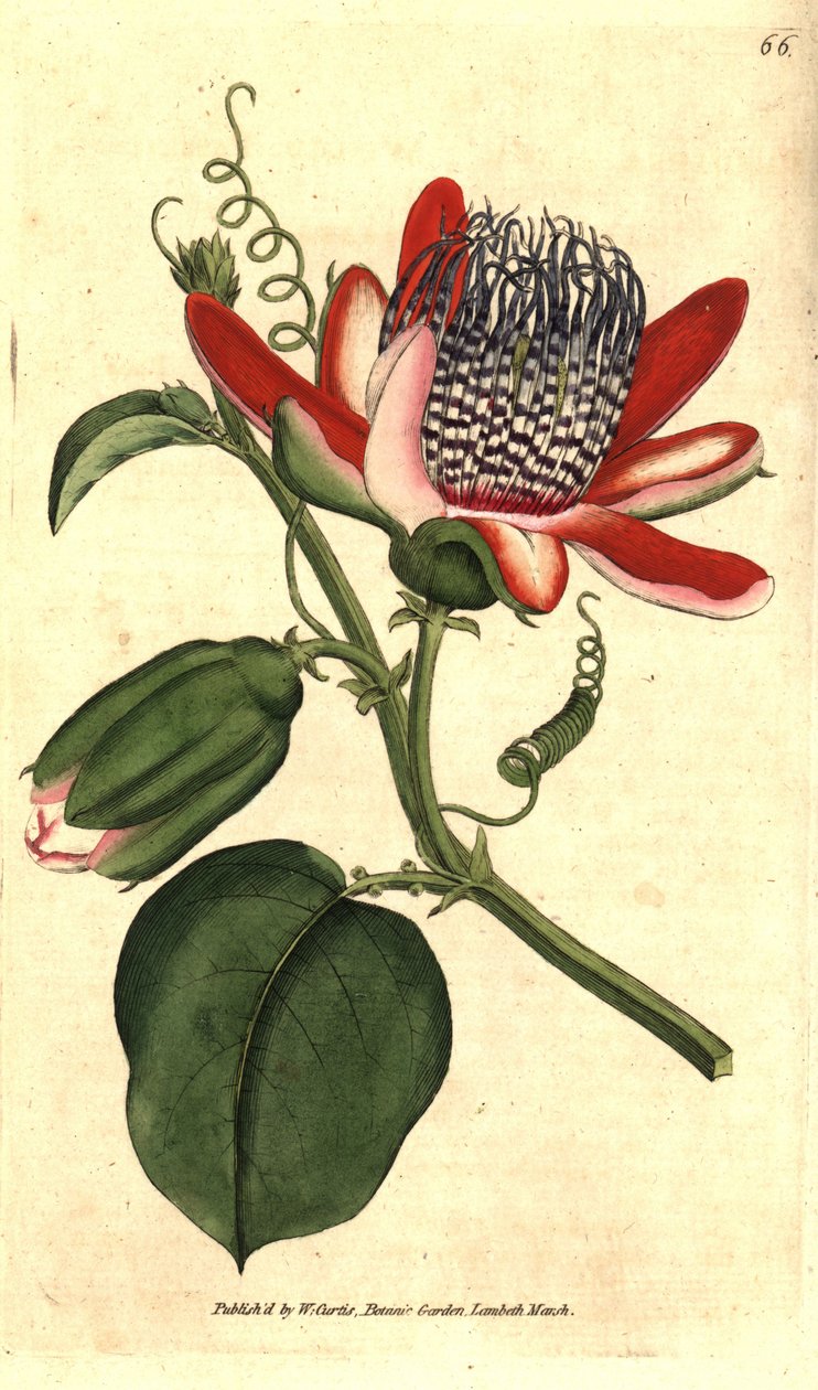Parfumee grenadilla (eller refresco maracuja) - (Winged passionflower, Passiflora alata. Håndfarvet kobberstik efter en botanisk illustration af James Sowerby fra William Curtis