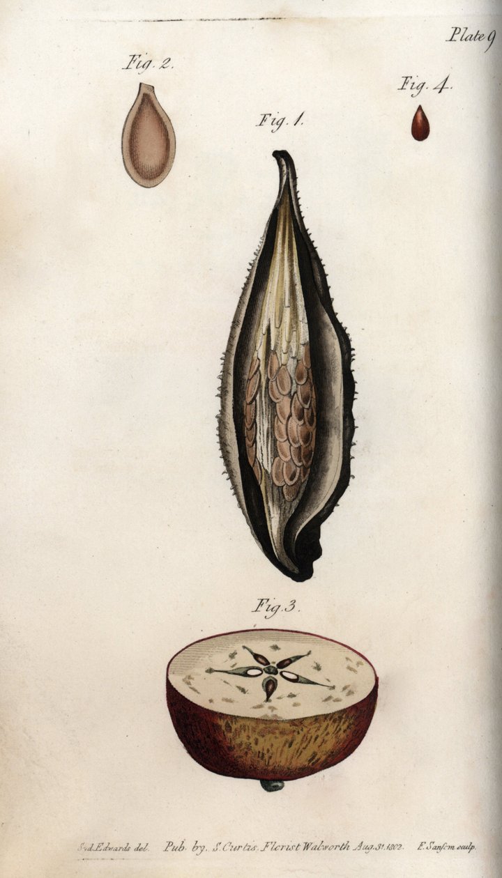 Skalle af parakitgræs (eller vat) og sektion af frugten af et husligt æbletræ Farvet kobberstik, illustration af Sydenham Edwards (1768-1819) til botaniske konferencer, Lambeth Botanical Garden, England af Sydenham Teast Edwards