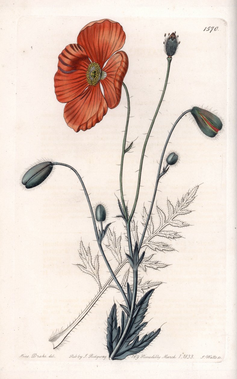 Persian Poppy Variete - indgraveret af S.Watts, fra en illustration af Sarah Anne Drake (1803-1857), fra det botaniske register i Sydenham Edwards (1768-1819), England af Sydenham Teast Edwards