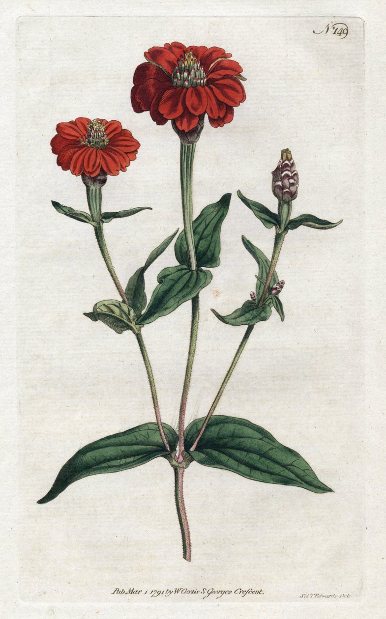 Peruviansk zinnia eller bresine - Litografi af Sydenham Edwards (1768-1819), fra Botanical Magazine af William Curtis (1746-1799) af Sydenham Teast Edwards