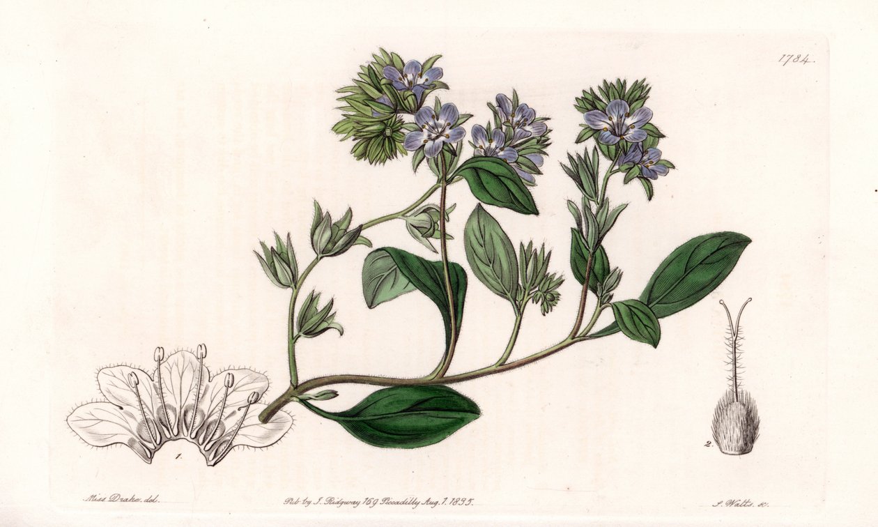Phacelia, endemisk i Californien - Indgraveret af S.Watts, fra en illustration af Sarah Anne Drake (1803-1857), fra Botanical Register of Sydenham Edwards (1768-1819), England af Sydenham Teast Edwards
