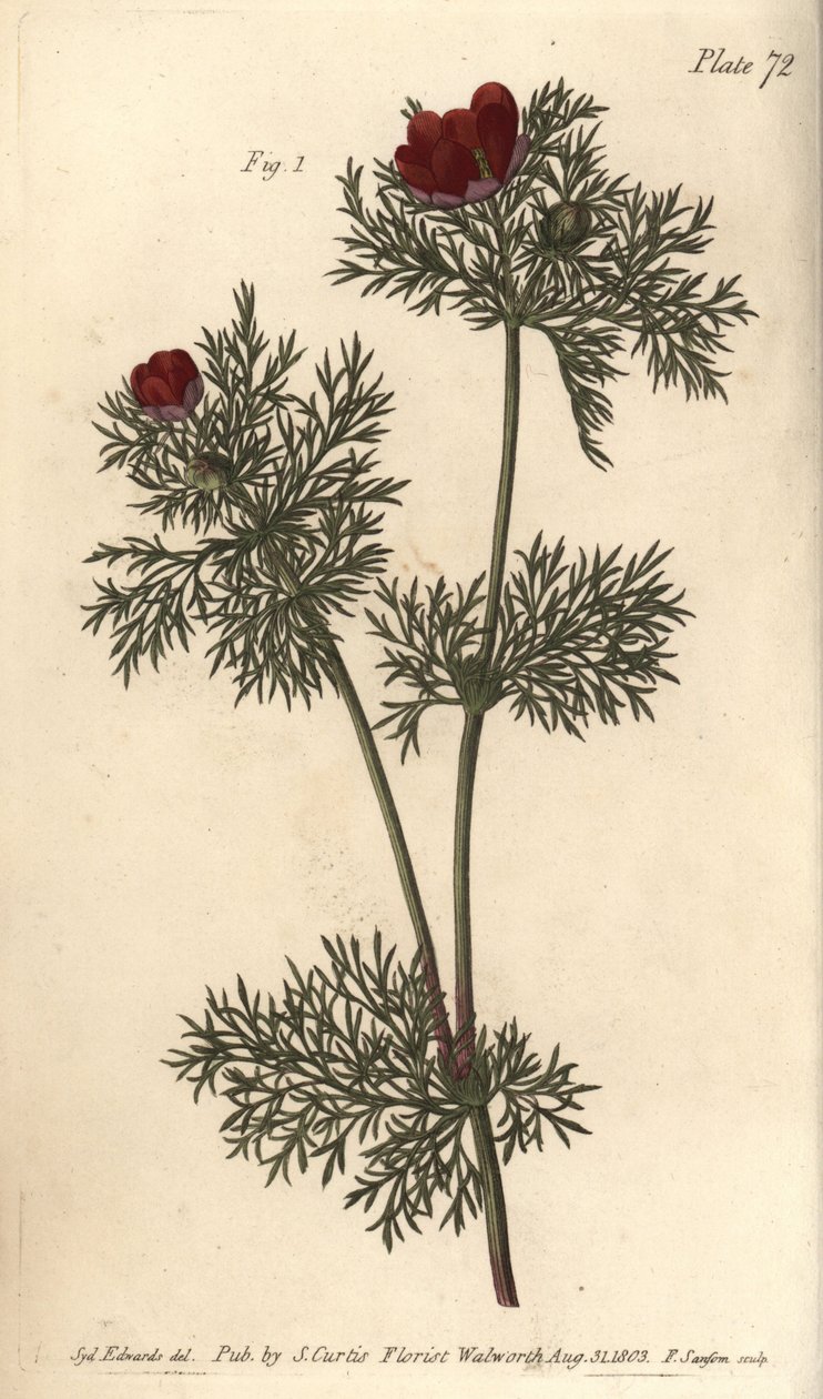 Fasanøje, Adonis annua, Polygynia, hermafroditblomst med mange pistill. Håndfarvet kobberstik af F. Sansom af en botanisk illustration af Sydenham Edwards til William Curtis