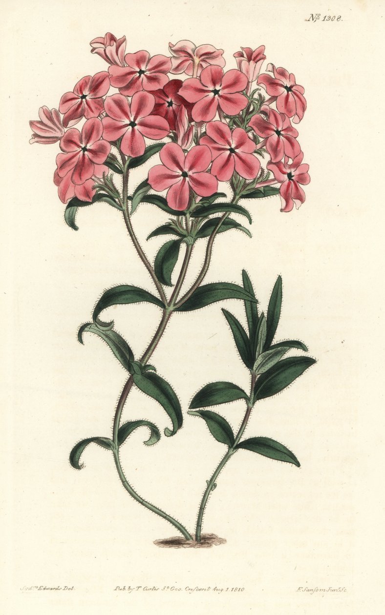 Phlox de la Caroline eller Jaume Saint Hilaire - Frasers behårede phlox, Phlox amoena. Håndfarvet kobberstik af F. Sansom Jr. efter en illustration af Sydenham Edwards fra William Curtis
