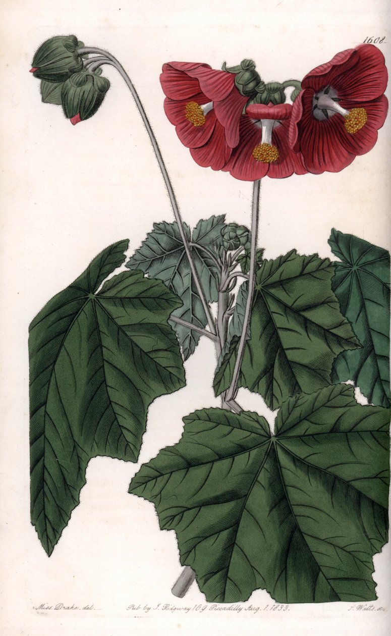 Phymosia variete, røde blomster, hjemmehørende i Mexico - Graveret af S. Watts, fra en illustration af Sarah Anne Drake (1803-1857), fra Botanical Register of Sydenham Edwards (1768-1819), England af Sydenham Teast Edwards