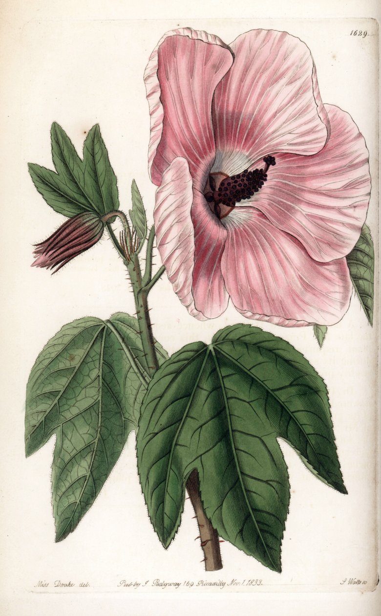 Pink Hibiscus - Plade graveret af S.Watts, fra en illustration af Sarah Anne Drake (1803-1857), fra Botanical Register of Sydenham Edwards (1768-1819), England af Sydenham Teast Edwards