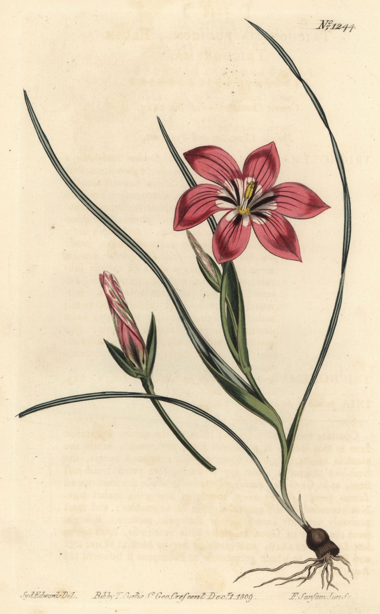 Pink froetang, Romulea flava (Blush trichonema, Trichonema pudicum). Håndfarvet kobberstik af F. Sansom Jr. efter en illustration af Sydenham Edwards fra William Curtis