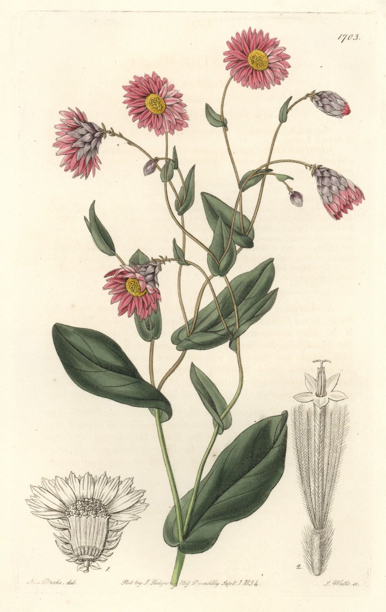 Pink rhodanthe, hjemmehørende i Australien - S. Watts stærkt vand fra en illustration af Sarah Anne Drake (1803-1857), fra det botaniske register af Sydenham Teast Edwards