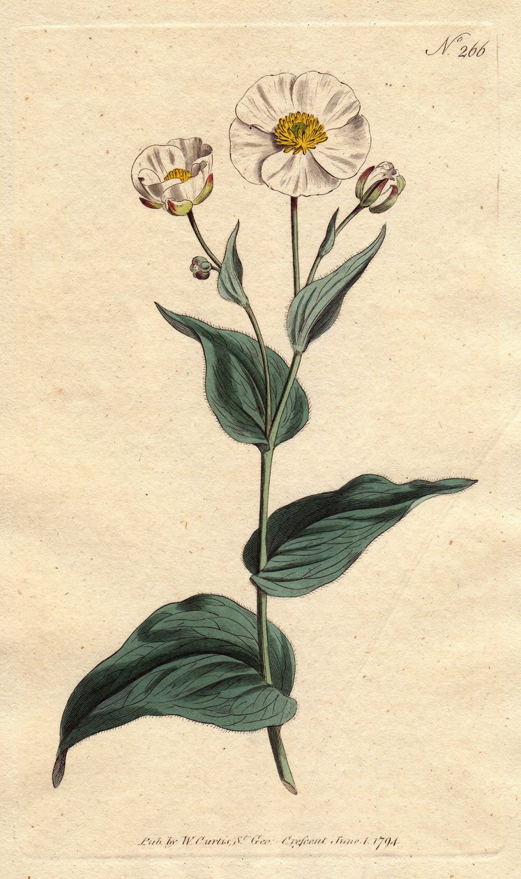Plantain blad ranunkel med hvide blomster og gult hjerte. Plantainbladet kragefod med hvide blomster og gult øje. Ranunculus amplexicaulis. Håndfarvet kobberstik fra en botanisk illustration af Sydenham Edwards fra William Curtis