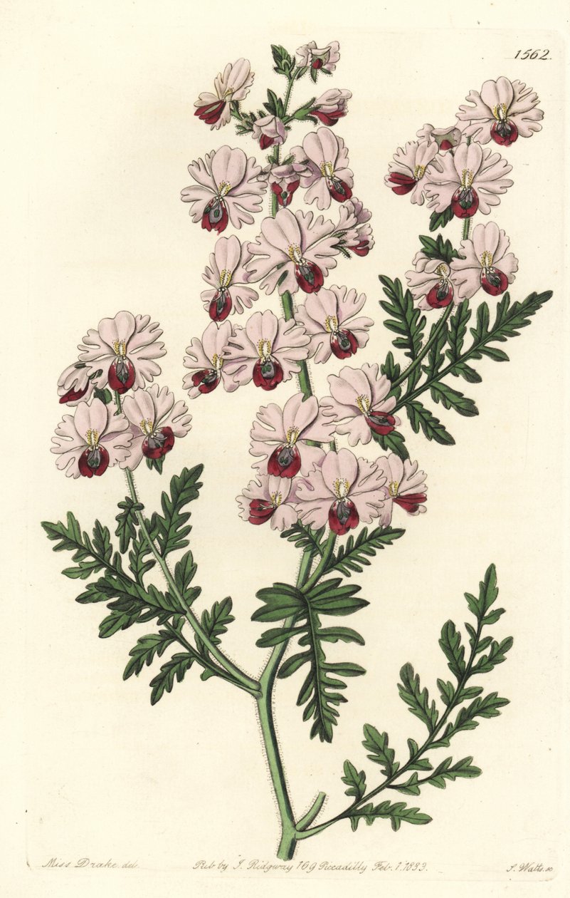 Fattigmands-orkidé, Pinnat schizanthus dværgsort, Schizanthus pinnatus humilis. Håndfarvet kobberstik af S. Watts efter en illustration af Miss Sarah Drake fra Sydenham Edwards