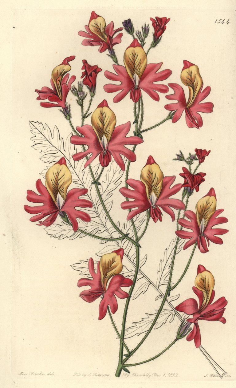 Fattigmandsorkidé, Schizanthus grahamii (Blunt-bladed schizanthus, Schizanthus retusus). Håndfarvet kobberstik af S. Watts efter en illustration af Miss Sarah Drake fra Sydenham Edwards