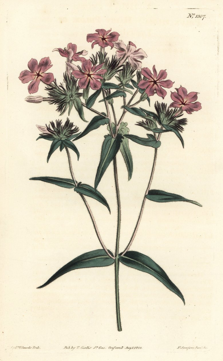 Prairie Phlox - Behåret phlox eller lychnidea, Phlox pilosa. Håndfarvet kobberstik af F. Sansom Jr. efter en illustration af Sydenham Edwards fra William Curtis