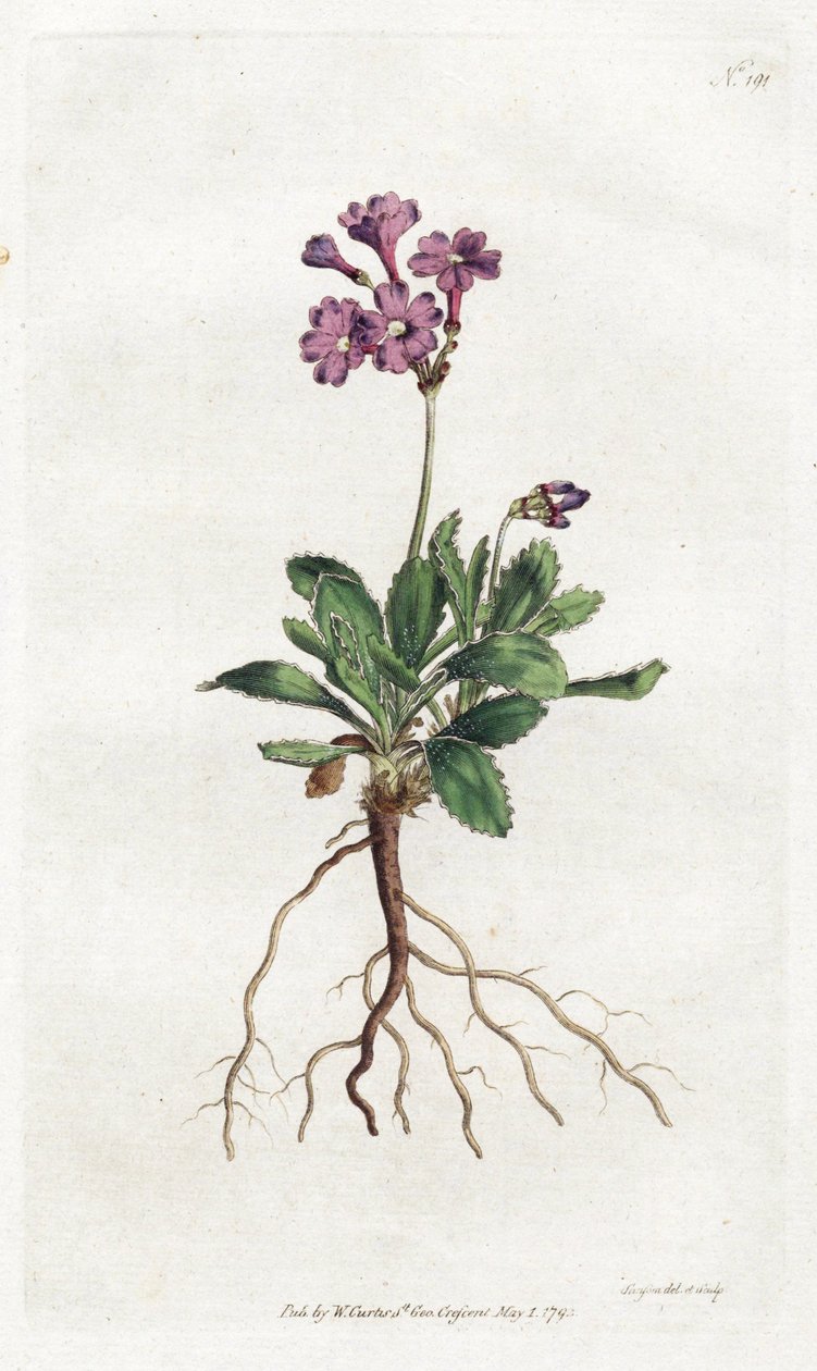 Primevere marginee - Litografi af Sydenham Edwards (1768-1819), plade fra William Curtis