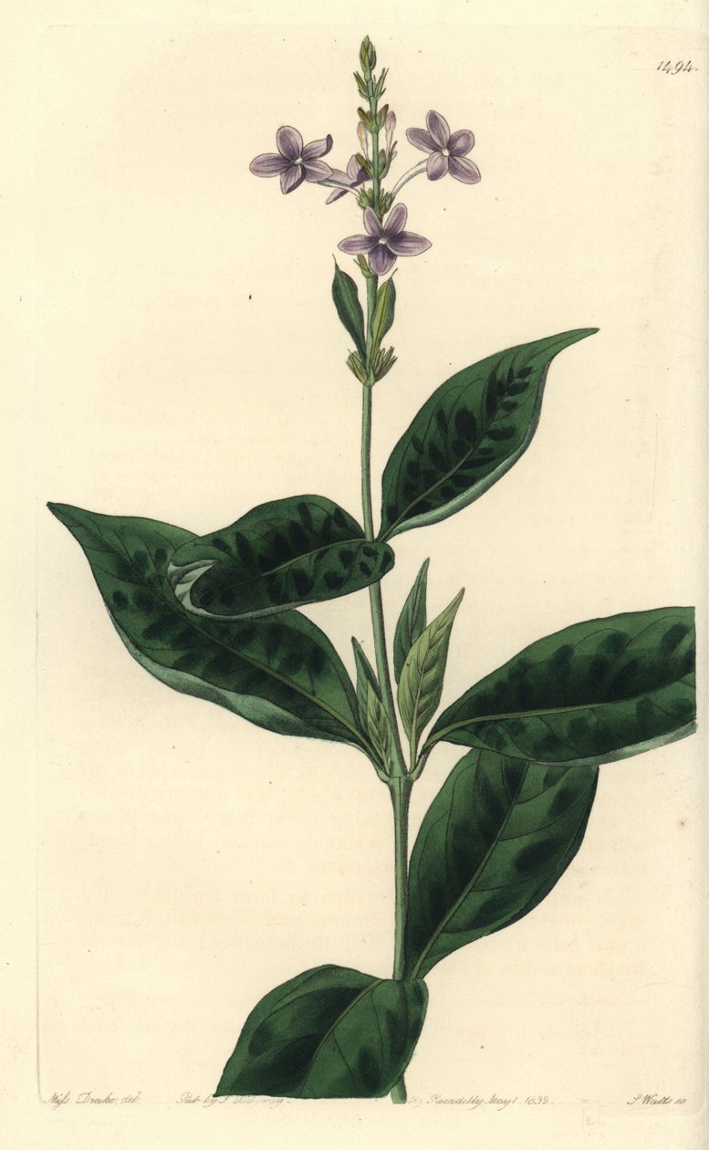 Pseuderanthemum faecundum (Altid blæsende eranthemum, Eranthemum faecundum). Håndfarvet kobberstik af S. Watts efter en illustration af Miss Sarah Drake fra Sydenham Edwards