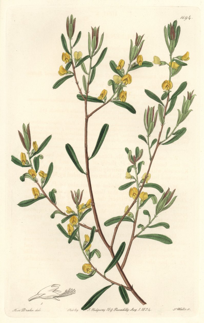 Pultanea flexilis, hjemmehørende i Australien - S. Watts stærkt vand fra en illustration af Sarah Anne Drake (1803-1857), fra det botaniske register af Sydenham Teast Edwards