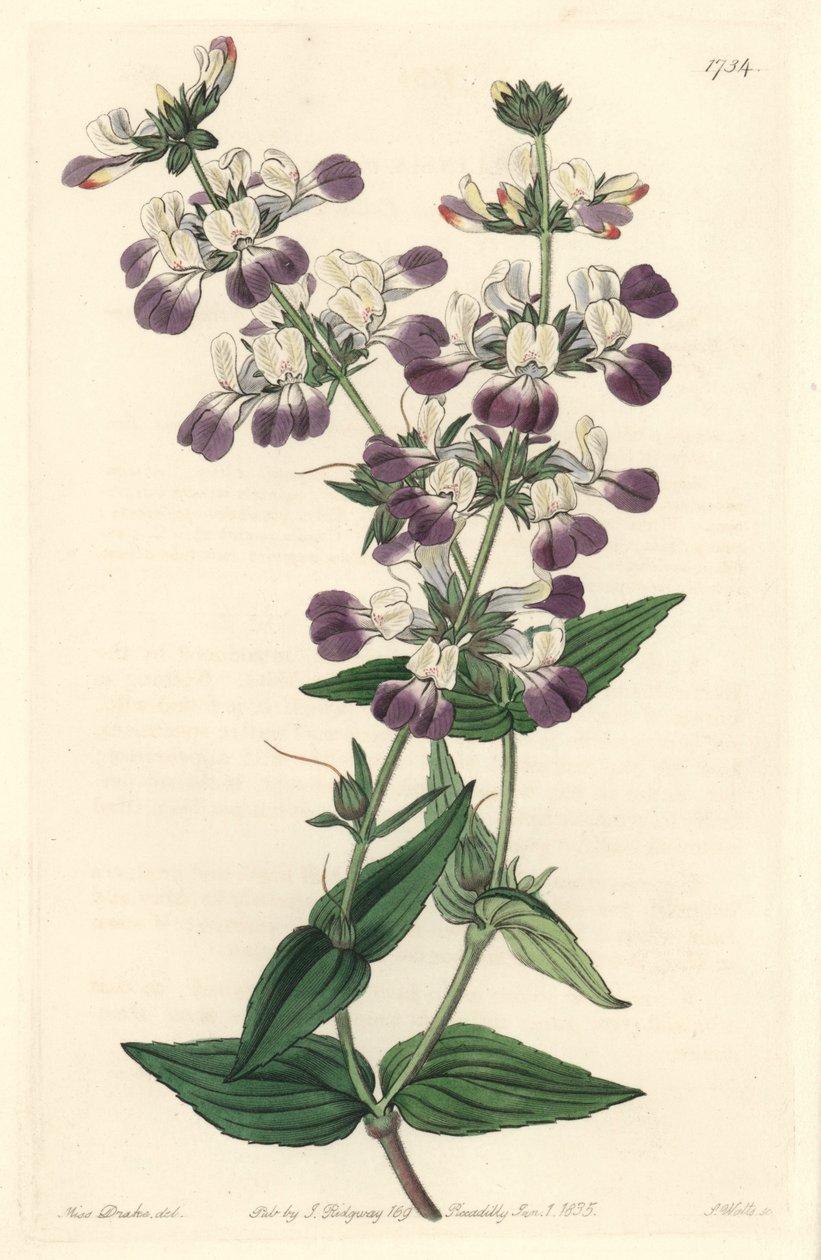 Purple Chinese Pagoda, oprindeligt fra Californien - S. Watts Strong Water fra en illustration af Sarah Anne Drake (1803-1857), fra det botaniske register af Sydenham Teast Edwards