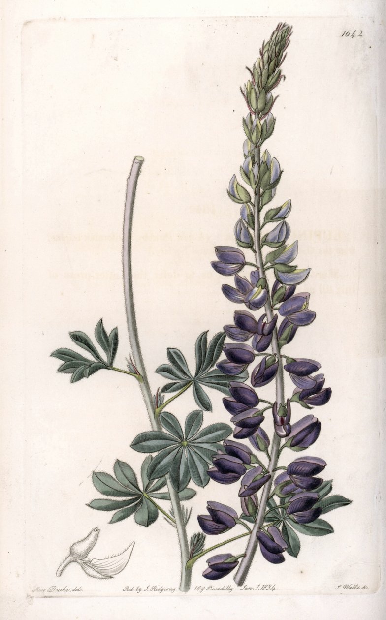Purple Lupine Variete - Graveret af S.Watts, efter en illustration af Sarah Anne Drake (1803-1857), fra Sydenham Edwards