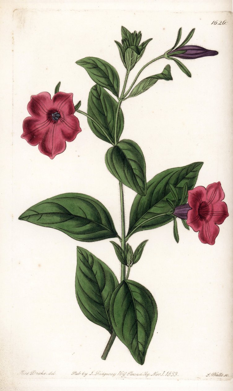 Purple flower petunia - plade graveret af S.Watts, fra en illustration af Sarah Anne Drake (1803-1857), fra Botanical Register of Sydenham Edwards (1768-1819), England af Sydenham Teast Edwards