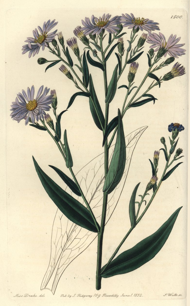Lilla blomstret astersort - Symphyotrichum laeve (glat aster, Aster laevis). Håndfarvet kobberstik af S. Watts efter en illustration af Miss Sarah Drake fra Sydenham Edwards