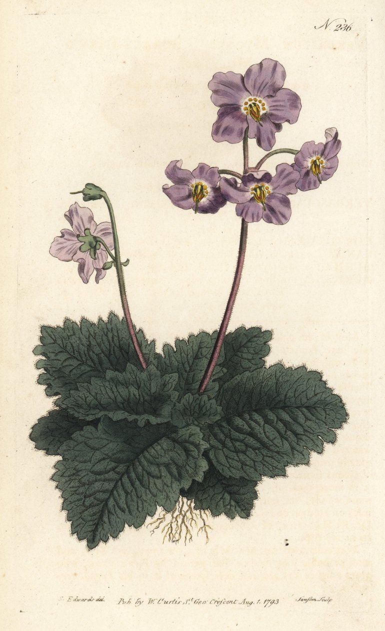 Ramondy (eller ramonde) fra Pyrenæerne - Pyrenæisk viol, Ramonda myconi (Borage-Lev