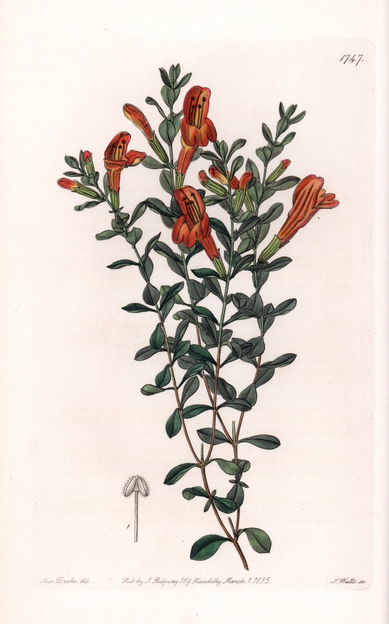 Red Clinopode Variete - graveret af S. Watts, fra en illustration af Sarah Anne Drake (1803-1857), fra det botaniske register i Sydenham Edwards (1768-1819), England af Sydenham Teast Edwards