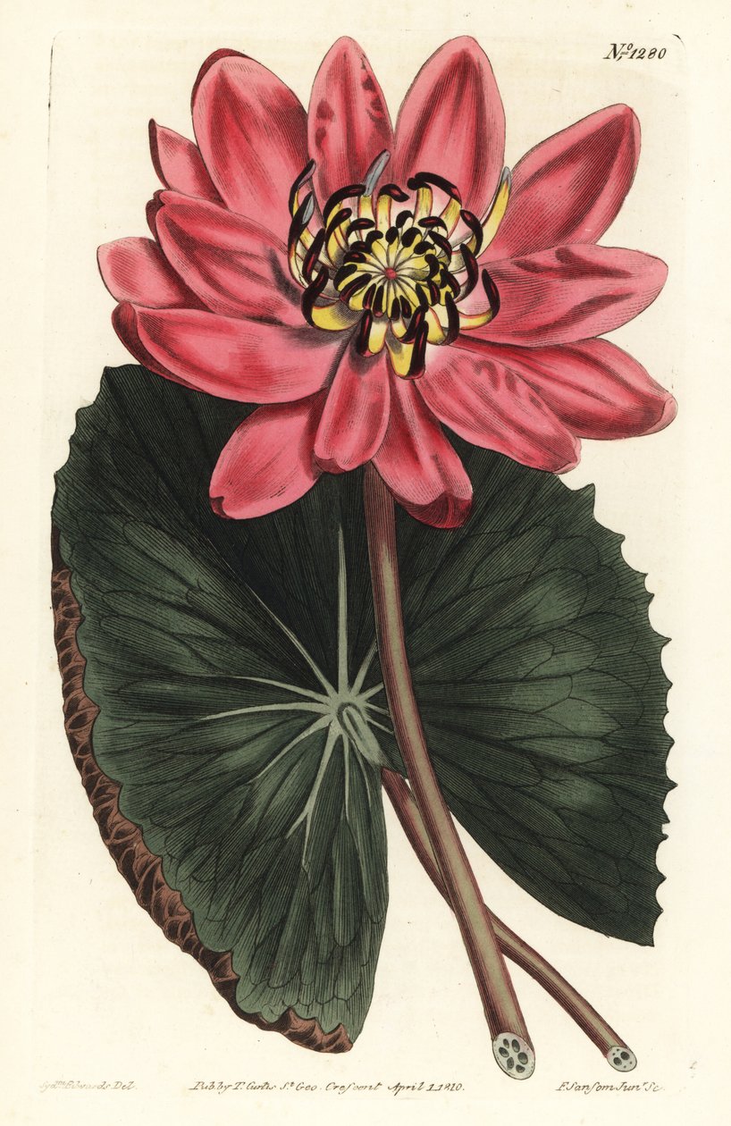 Rød Lotus - Rødblomstret åkande, Nymphaea rubra. Håndfarvet kobberstik af F. Sansom Jr. efter en illustration af Sydenham Edwards fra William Curtis