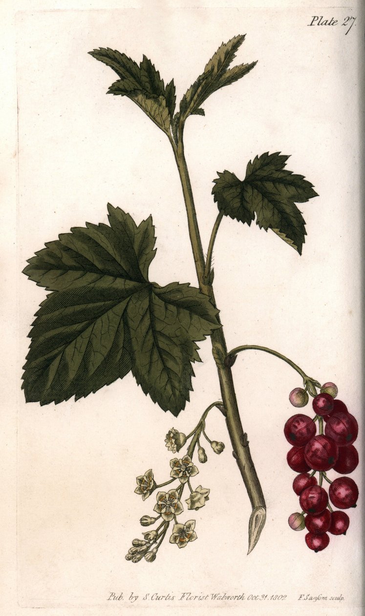 Ribs. Farvet kobberstik, illustration af Sydenham Edwards (1768-1819) til Conferences of Botanical, Botanical Garden of Lambeth (England) af Sydenham Teast Edwards