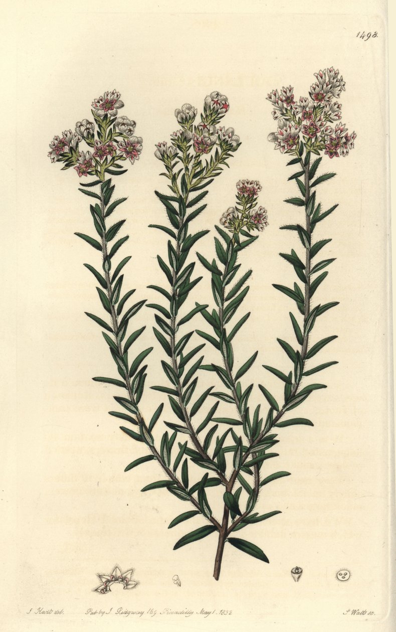 Rød soulangia, Soulangia rubra. Håndfarvet kobberstik af S. Watts efter en illustration af J. Hart fra Sydenham Edwards