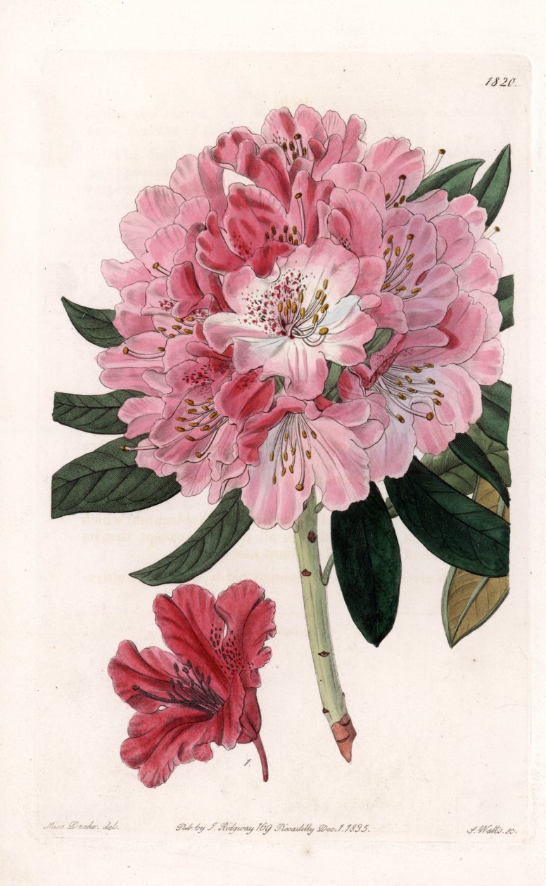 Rhododendron Hybrid Variete - Graveret af S.Watts, efter en illustration af Sarah Anne Drake (1803-1857), fra Sydenham Edwards