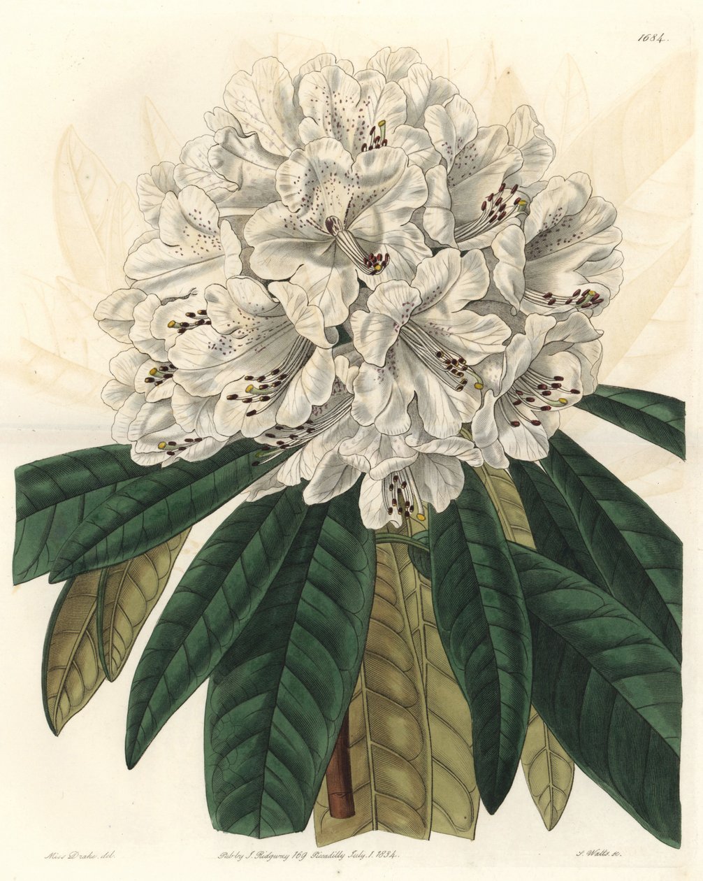 Rhododendron eller azalee med hvide blomster, hjemmehørende i Nepal - Water forte af S. Watts fra en illustration af Sarah Anne Drake (1803-1857), fra det botaniske register af Sydenham Teast Edwards