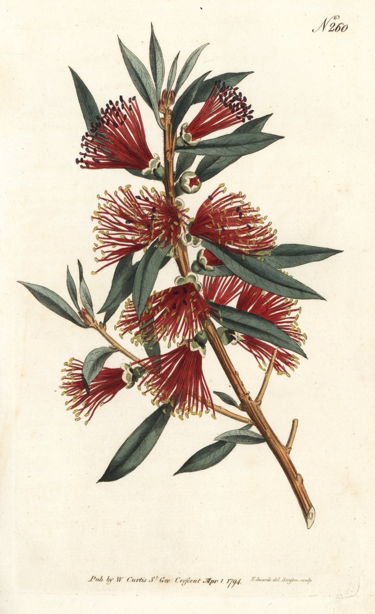 Skylleflaskecitrin, flaskeskylle eller rødstiftplante - Crimson flaskebørste, Callistemon citrinus (Harsh-Lev