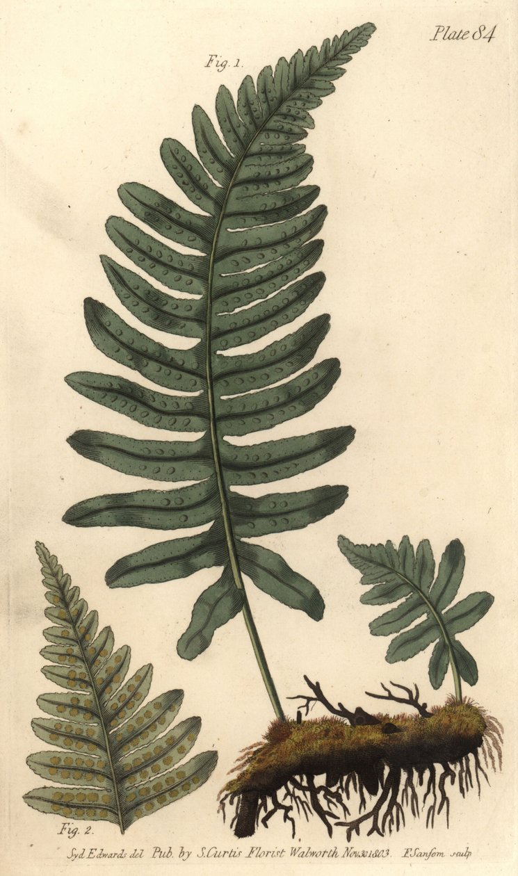 Klippebregne eller polypodie, Polypodium vulgare, Filices. Håndfarvet kobberstik af F. Sansom af en botanisk illustration af Sydenham Edwards til William Curtis