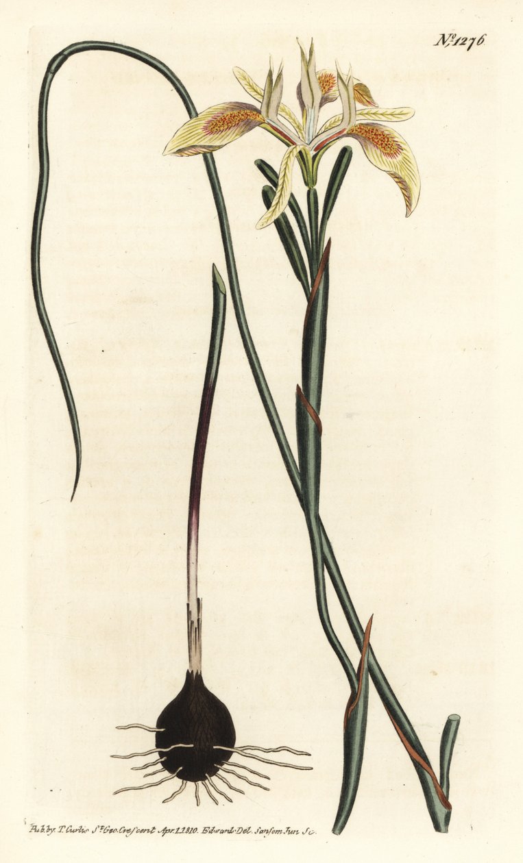 Valset-bladet moraea, Moraea angusta. Håndfarvet kobberstik af F. Sansom Jr. efter en illustration af Sydenham Edwards fra William Curtis