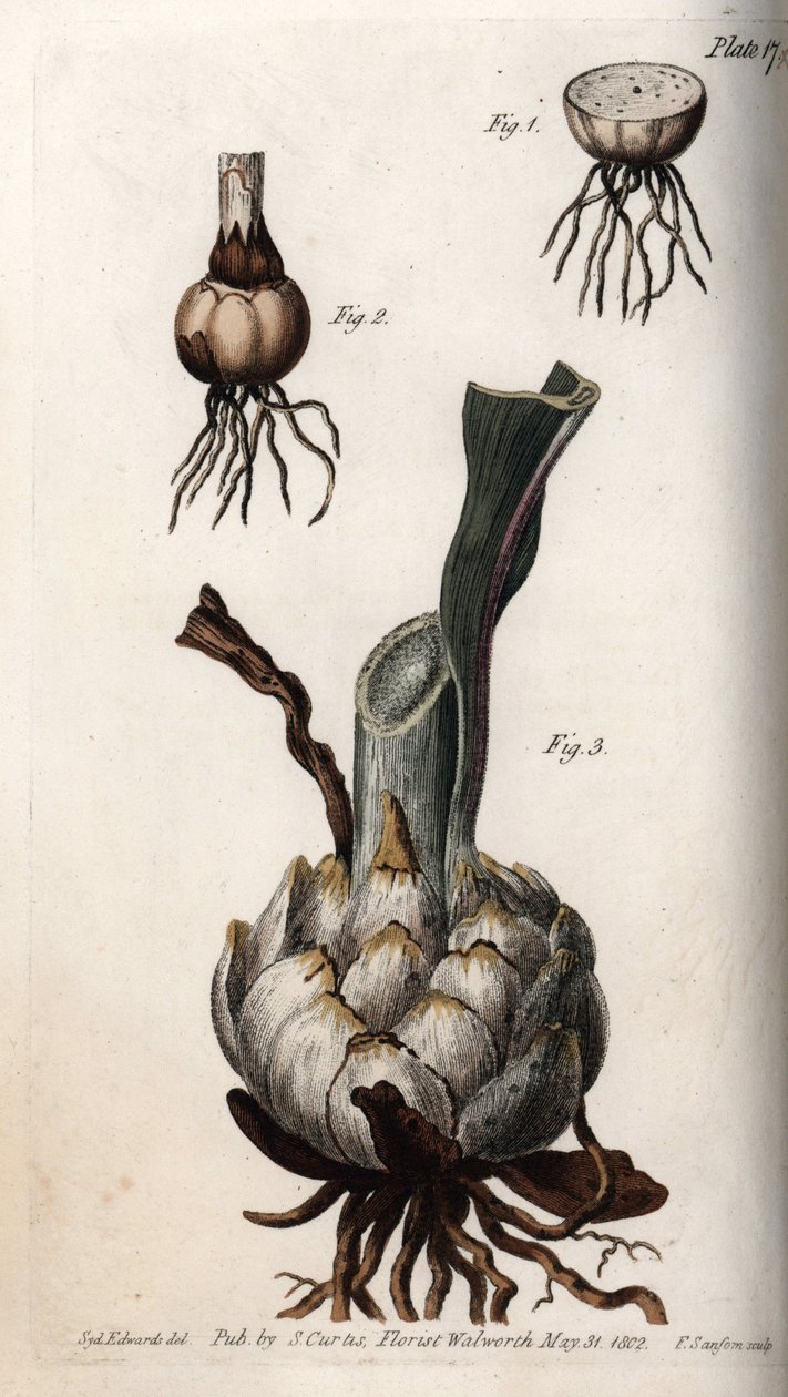 Rod og løg af liljer. Farvet kobberstik, illustration af Sydenham Edwards (1768-1819) til Conferences of Botanical, Botanical Garden of Lambeth (England) af Sydenham Teast Edwards