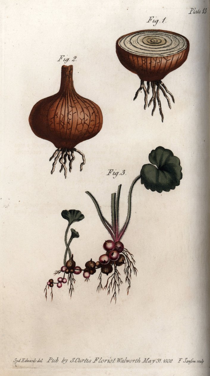 Rødder og løg af løg og saxifrage, granulee eller såkaldte bulbils. Farvet kobberstik, illustration af Sydenham Edwards (1768-1819) til Conferences of Botanical, Botanical Garden of Lambeth (England) af Sydenham Teast Edwards