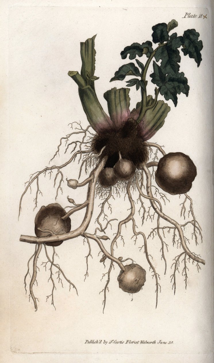 Rødder og knolde af en læggekartoffel. Farvet kobberstik, illustration af Sydenham Edwards (1768-1819) til Conferences of Botanical, Botanical Garden of Lambeth (England) af Sydenham Teast Edwards