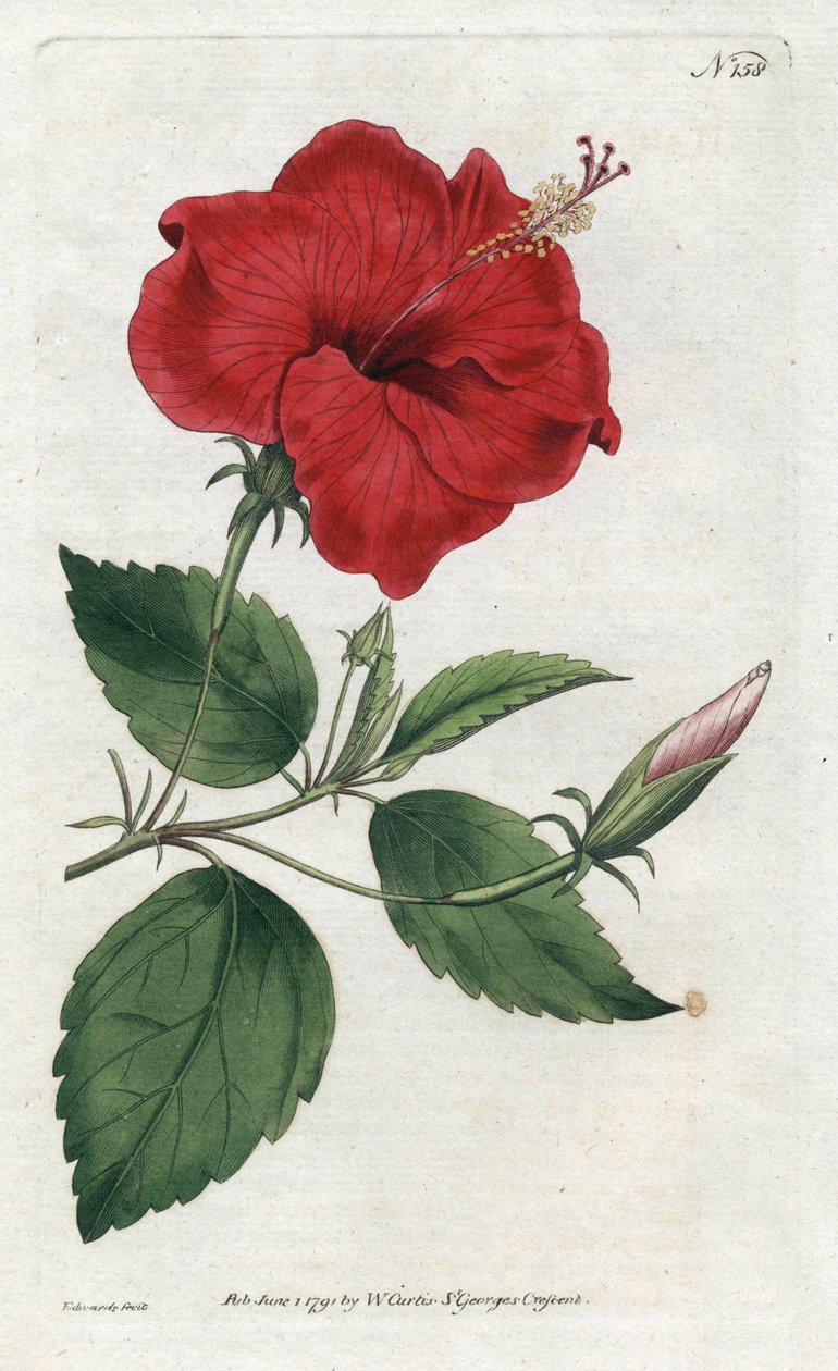 Rose de Chine - Litografi af Sydenham Edwards (1768-1819), plade fra William Curtis